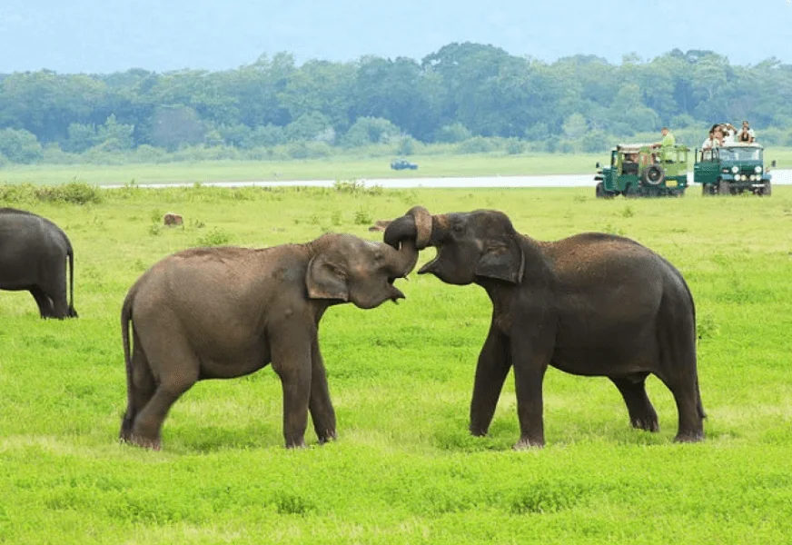 Elefanten in Minneriya Nationalpark