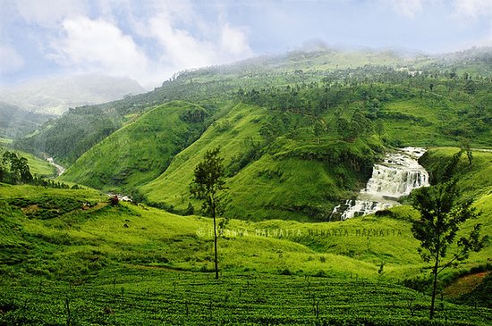 Teeplantage in Nuwara Eliya