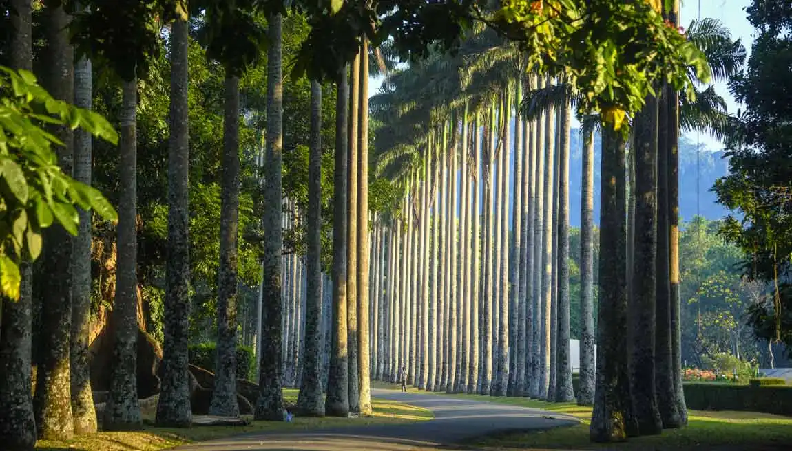 Botanischer Garten von Peradeniya