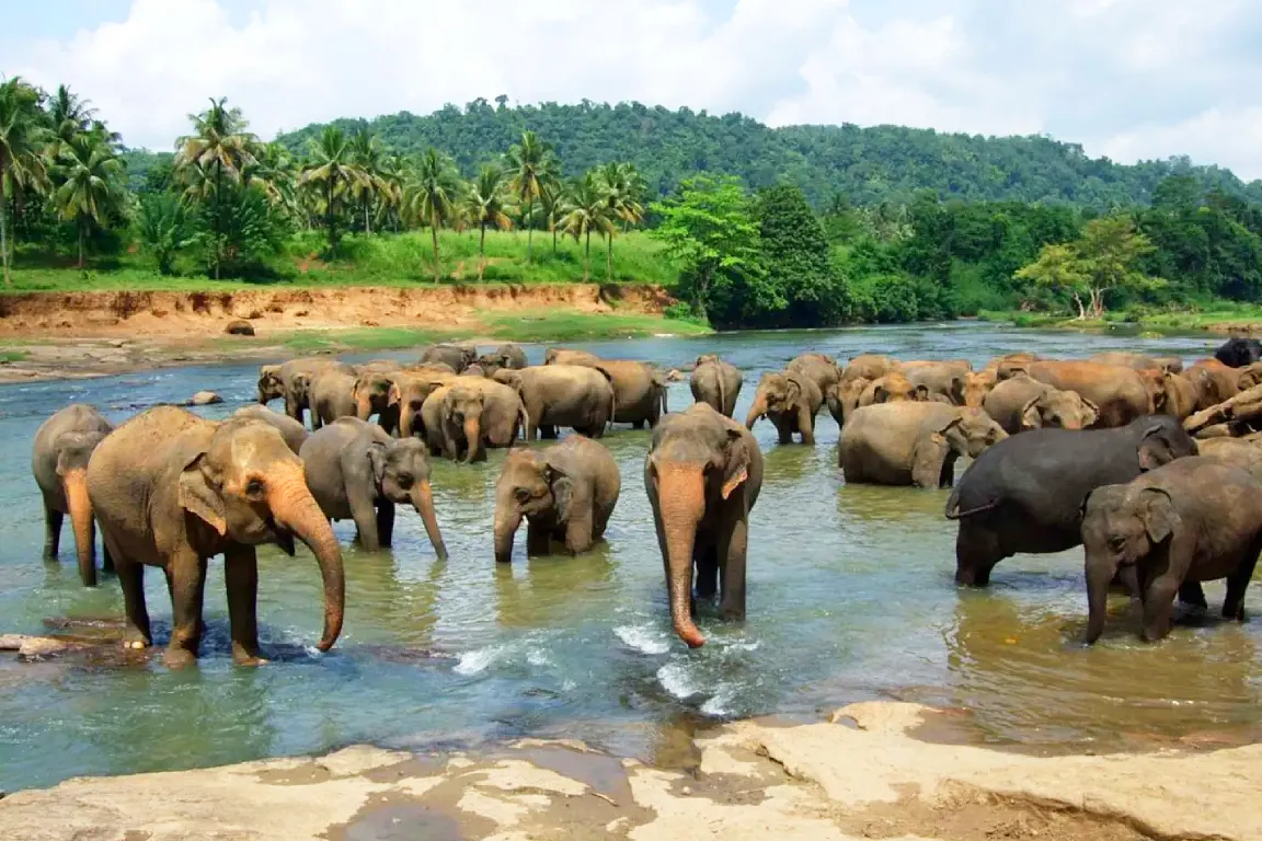 Elefanten in Pinnawala